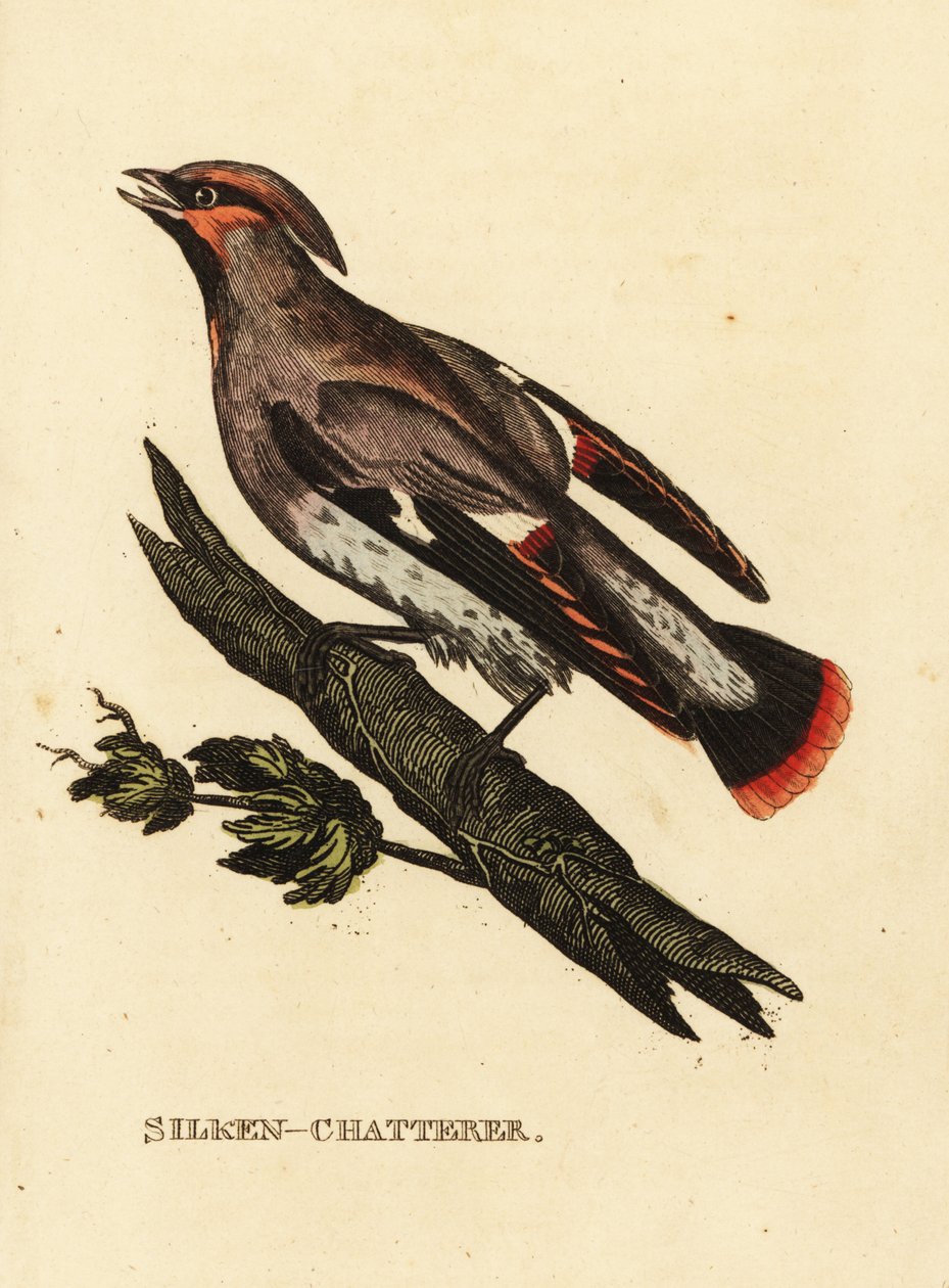 Balmumu gevezeliği veya Bohem ağda, Bombycilla garrulus by Edward Donovan