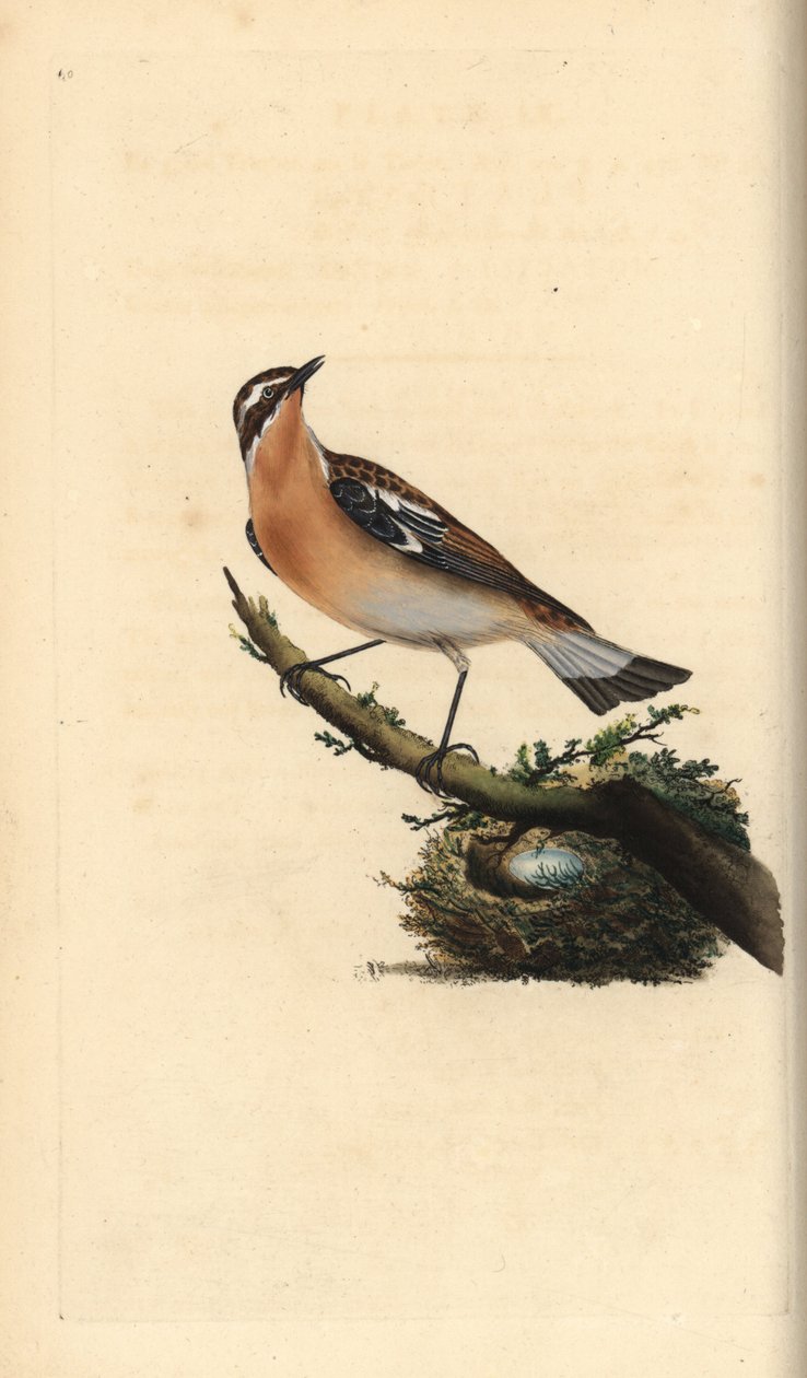 Whinchat, Saxicola rubetra. Edward Donovan tarafından kendi “Natural History of British Birds” Londra kitabından çizilip kazınmış, elle boyanmış bakır levha by Edward Donovan