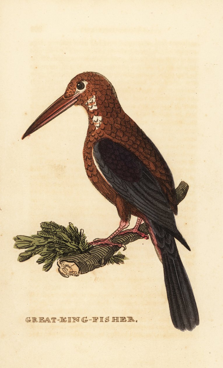 Ak boğazlı yalıçapkını, Halcyon smyrnensis by Edward Donovan
