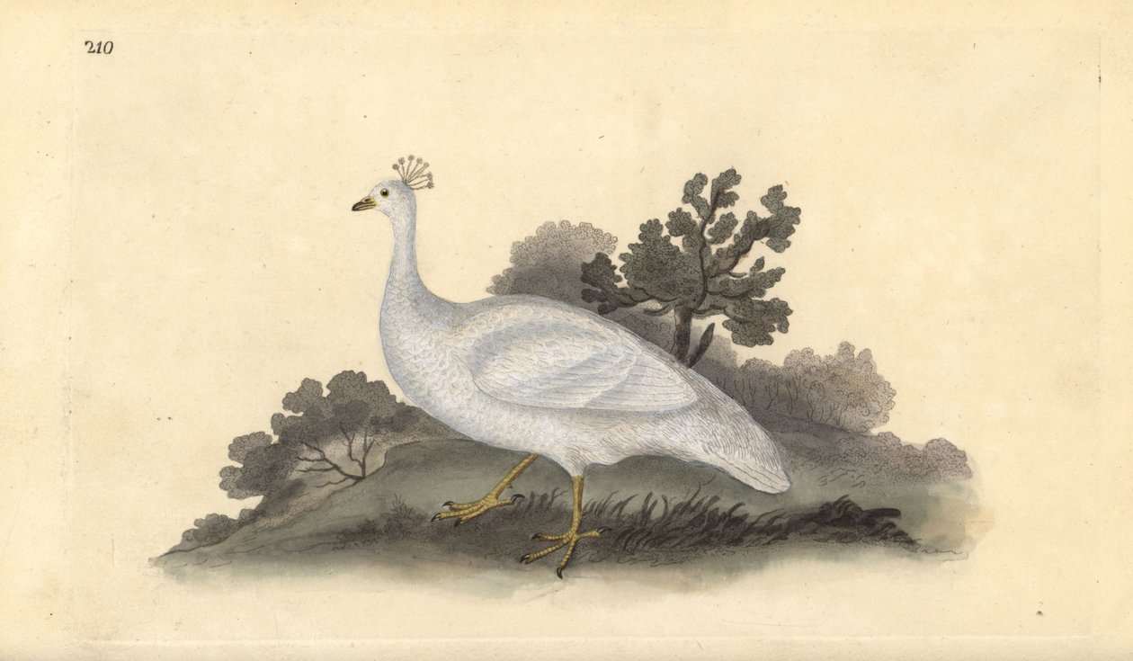 Beyaz tepeli bezelye tavuğu (dişi), Pavo cristatus. Edward Donovan tarafından kendi “Natural History of British Birds” Londra kitabından çizilip kazınmış, elle boyanmış bakır levha by Edward Donovan
