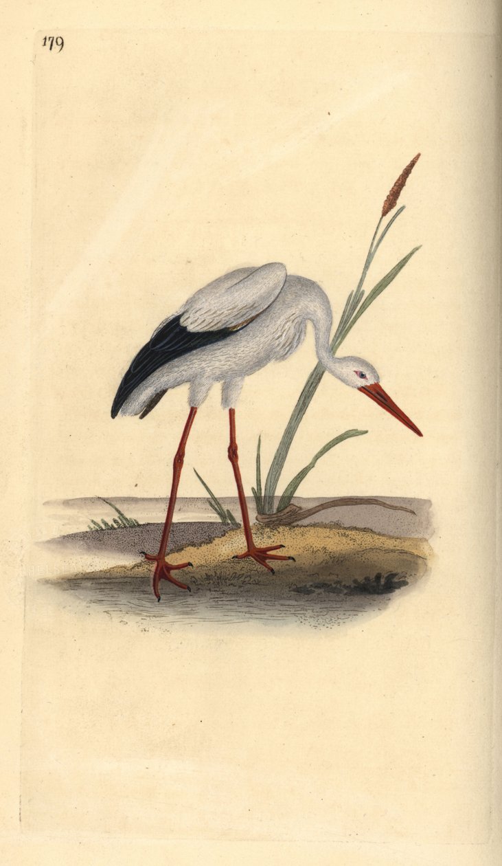 White stork, Ciconia ciconia. Handcoloured copperplate drawn and engraved by Edward Donovan from his own “Natural History of British Birds,” London by Edward Donovan