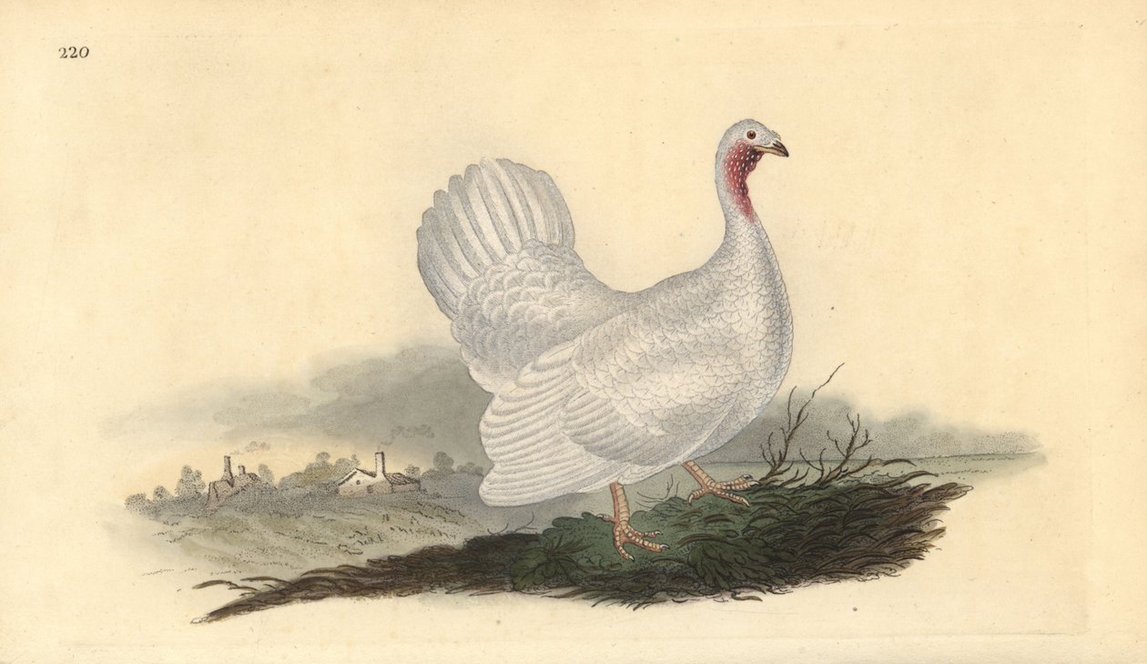 Beyaz hindi, Melagris gallopavo (isteğe bağlı). Edward Donovan tarafından kendi “Natural History of British Birds” Londra kitabından çizilip kazınmış, elle boyanmış bakır levha by Edward Donovan