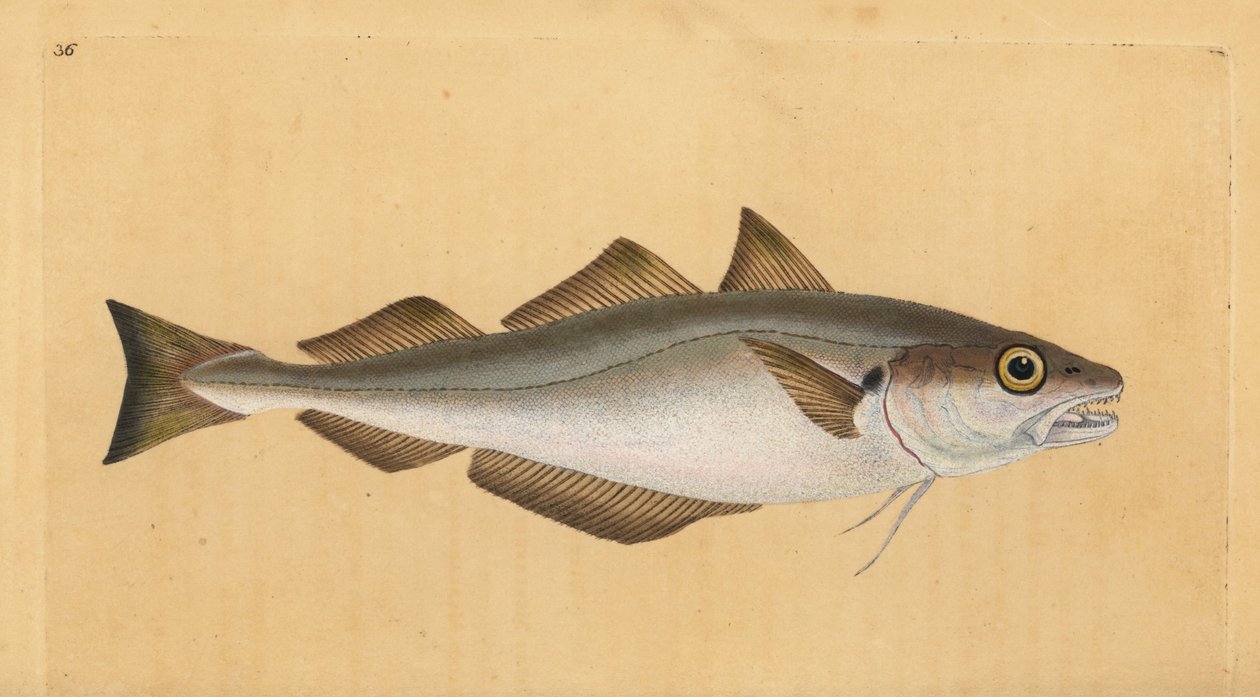 Whiting, Merlangius merlangus (Gadus merlangus). Handcoloured copperplate drawn and engraved by Edward Donovan from his Natural History of British Fishes, Donovan and F.C. and J. Rivington, London by Edward Donovan