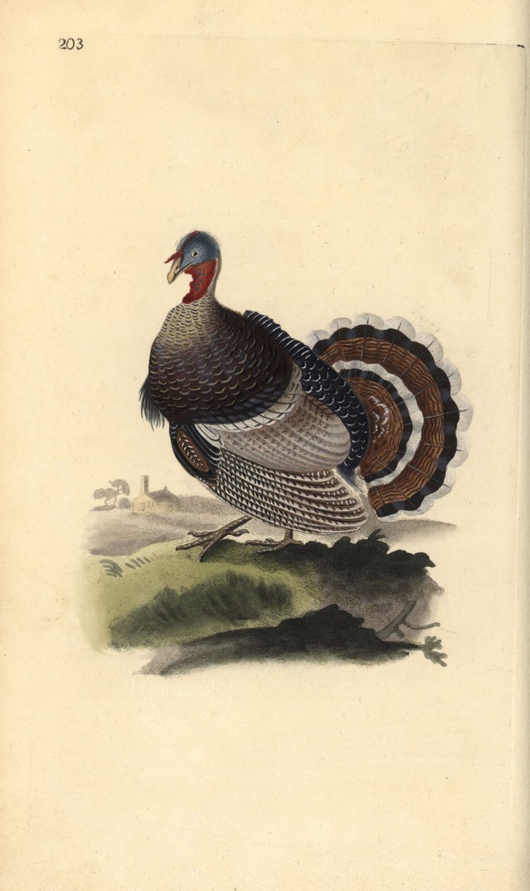 Yabani hindi, Meleagris gallopavo. Edward Donovan tarafından kendi “Natural History of British Birds” Londra kitabından çizilip kazınmış, elle boyanmış bakır levha by Edward Donovan