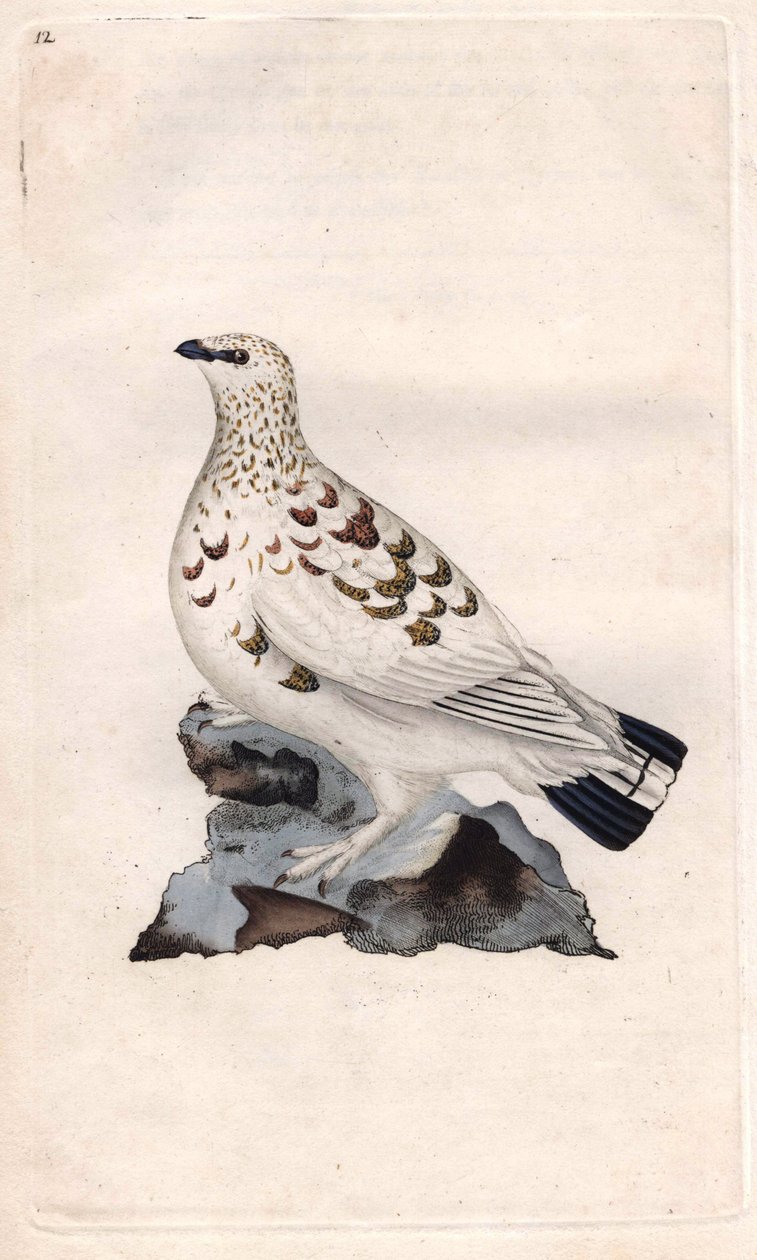 Söğüt Pagopede. Lagopus lagopus (Tetrao lagopus). Histoire naturelle des oiseaux britanniques, Londra