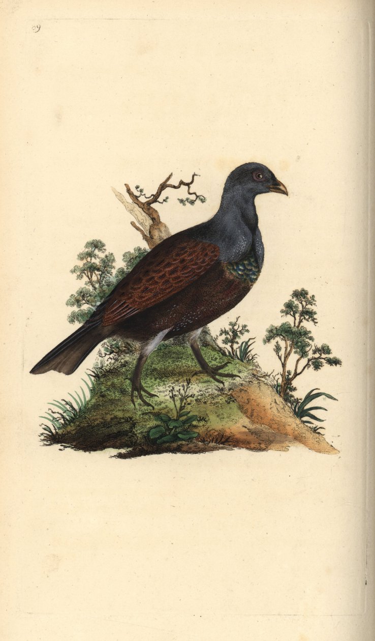Orman tavuğu, Tetrao urogallus. Edward Donovan tarafından kendi “Natural History of British Birds” Londra kitabından çizilip kazınmış, elle boyanmış bakır levha by Edward Donovan