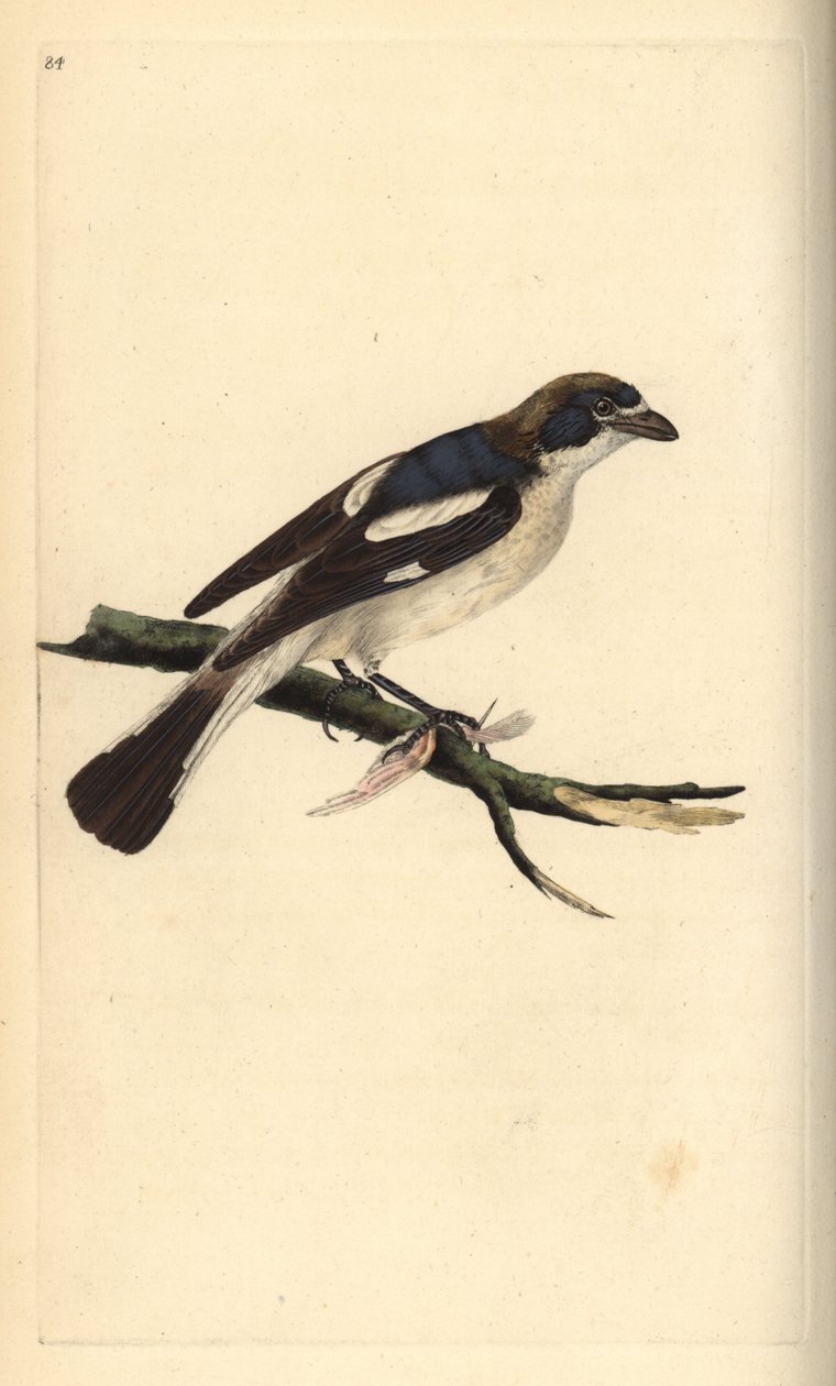 Woodchat örümcek kuşu, Lanius senatörü. Edward Donovan tarafından kendi “Natural History of British Birds” Londra kitabından çizilip kazınmış, elle boyanmış bakır levha by Edward Donovan