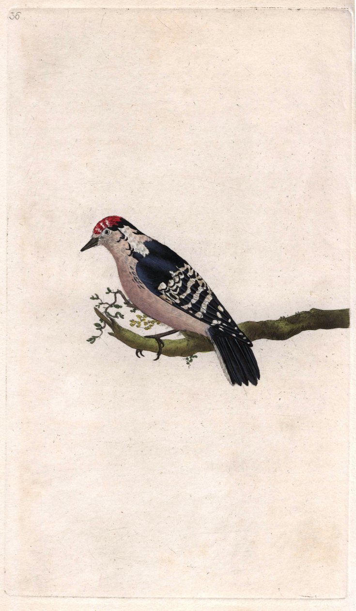 Ağaçkakan. Dendrocopos minör (Picus minör). İngiliz Kuşlarının Natural History, Londra