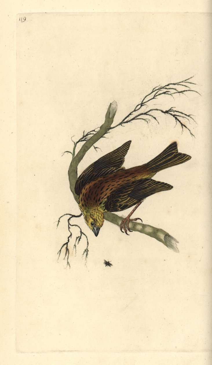Gusoma Igazeti ””: umusaza yasinziriye muri cafe asoma ikinyamakuru “Igazeti” ”mu 1824. Igitabo cyanditswe na Joseph Louis Hippolyte Bellange (1800-1866) 1824 Paris, Musee Carnavalet by Edward Donovan