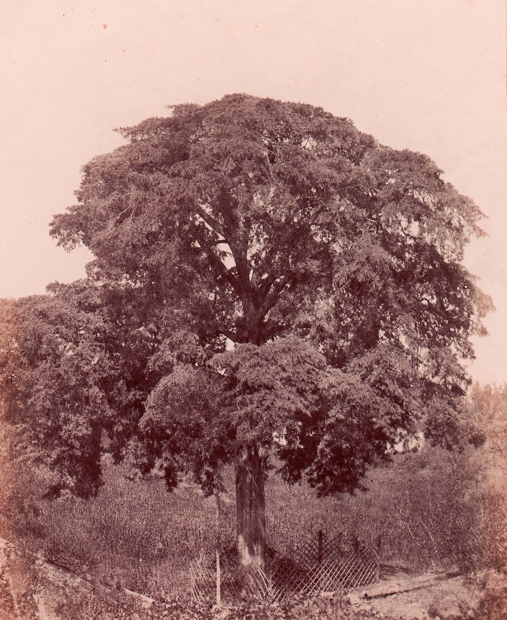 ağaç çalışması, 1850-53. by Edward King Tenison