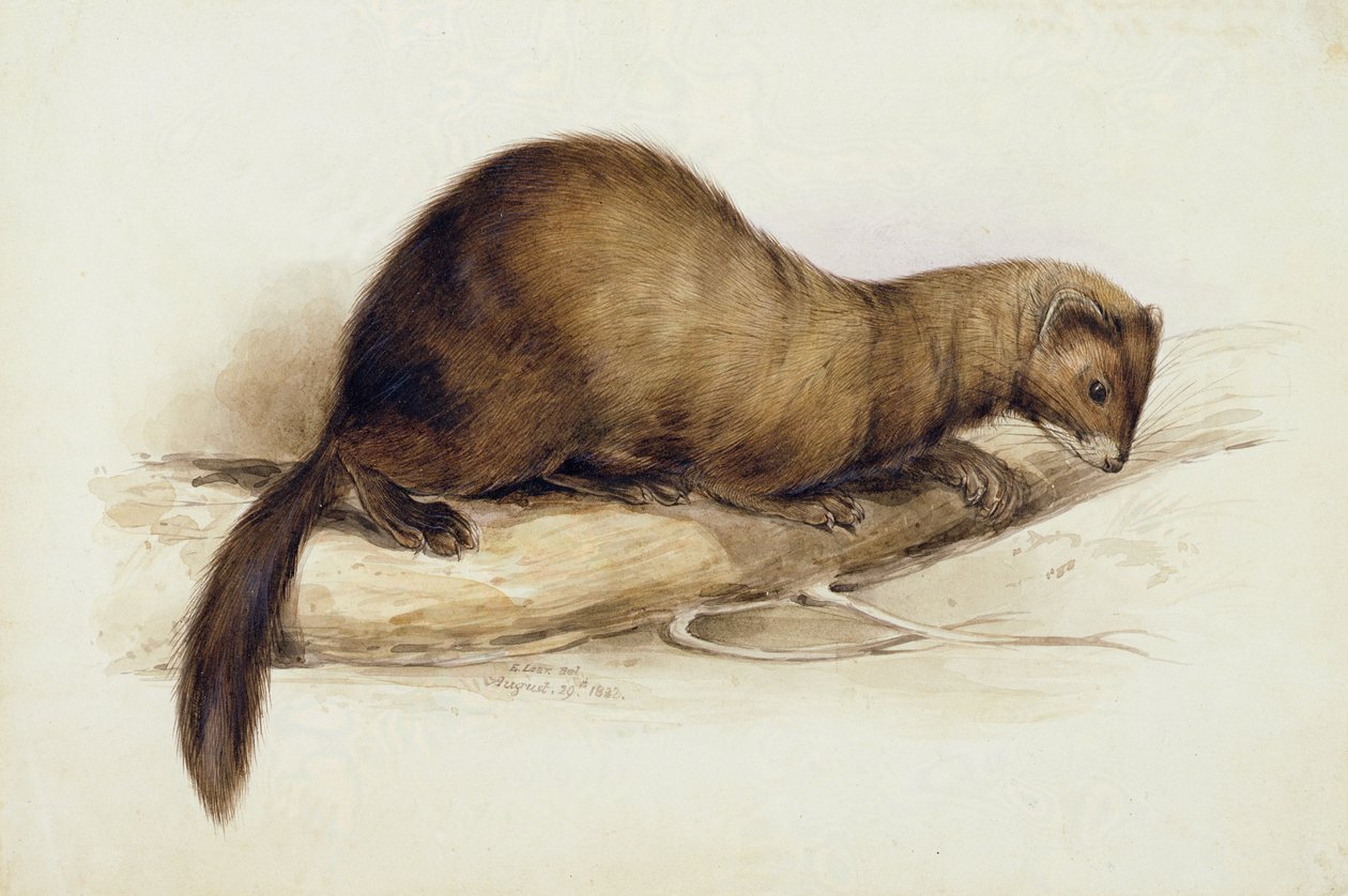 bir gelincik by Edward Lear
