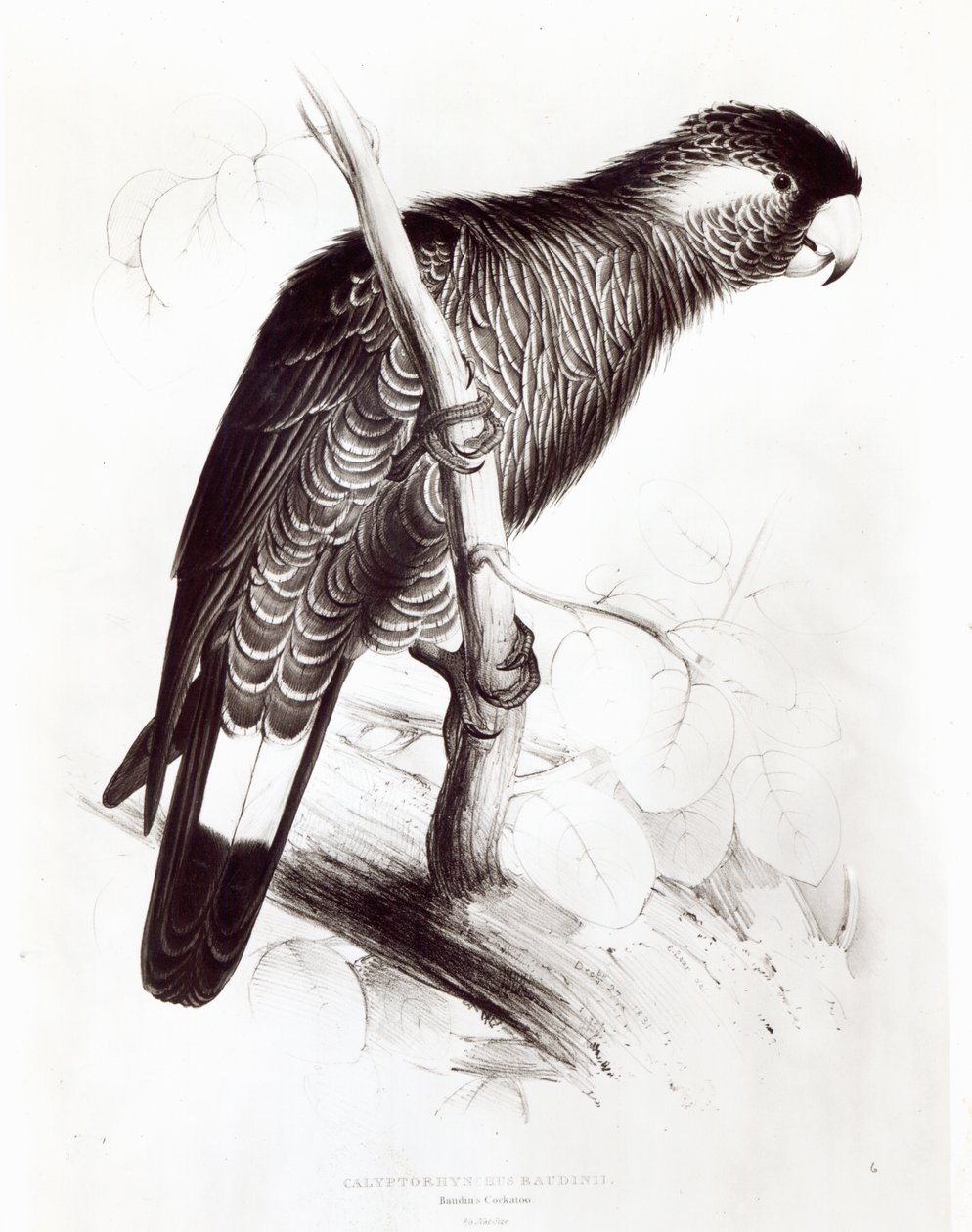 Calyptorhynchus Baudinii veya Baudin
