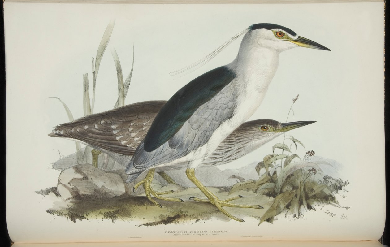 John Gould