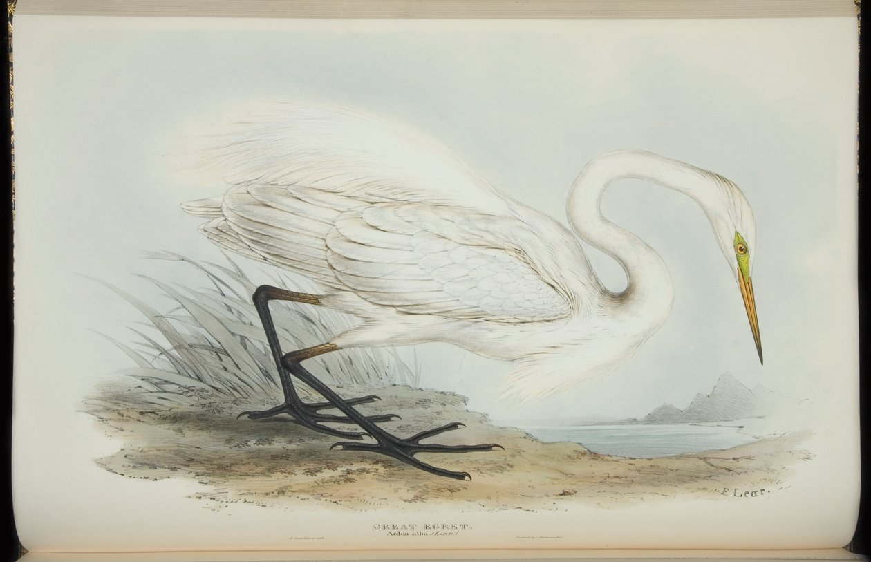 John Gould