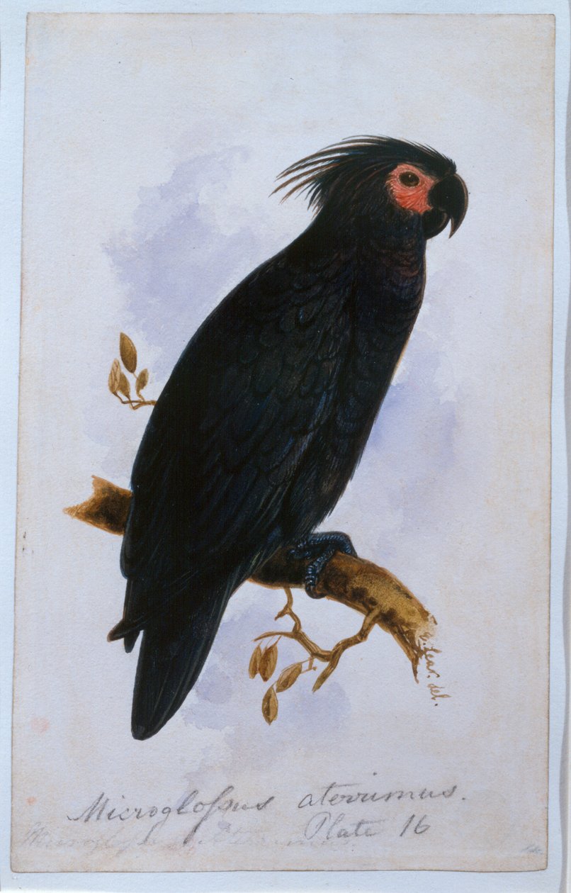 Papağan: Plaka 16 (wc) by Edward Lear