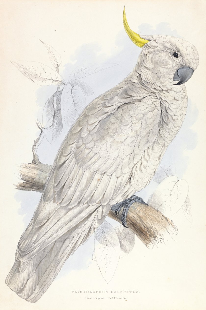 by Edward Lear