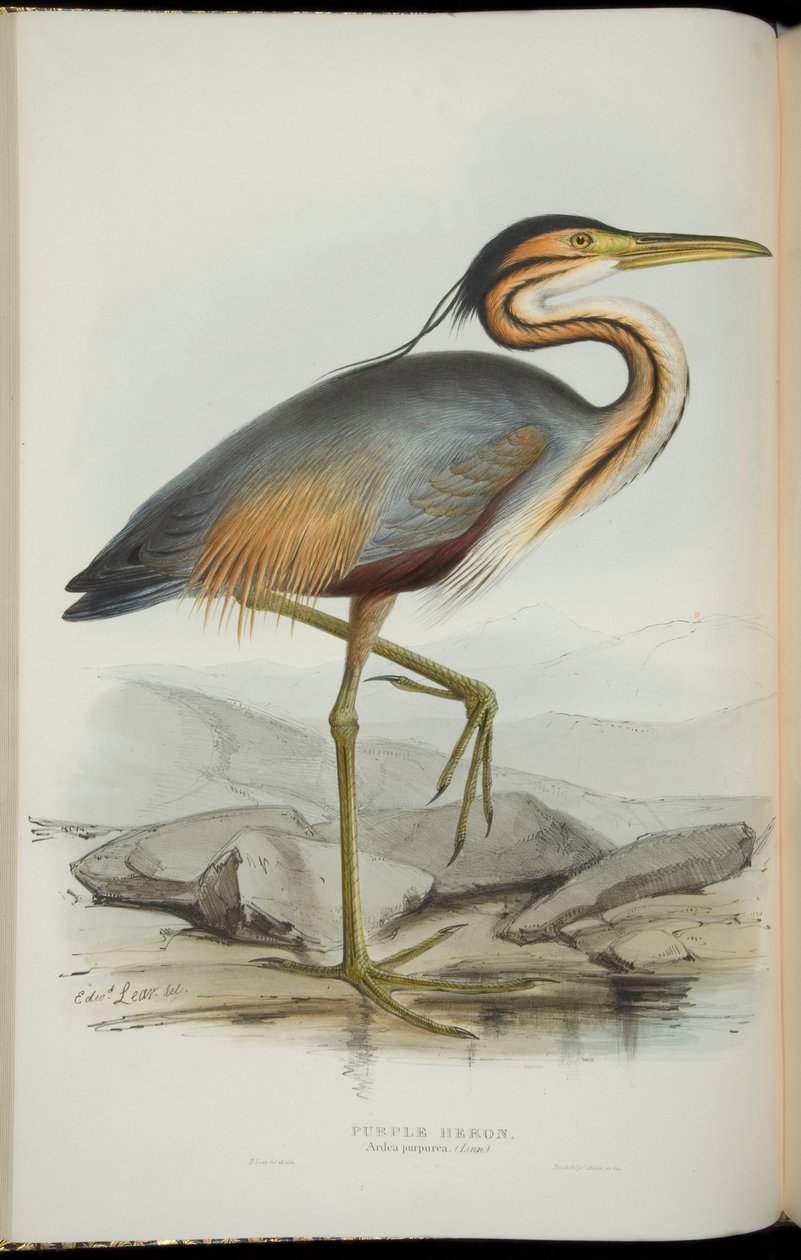 Mor Balıkçıl, John Gould