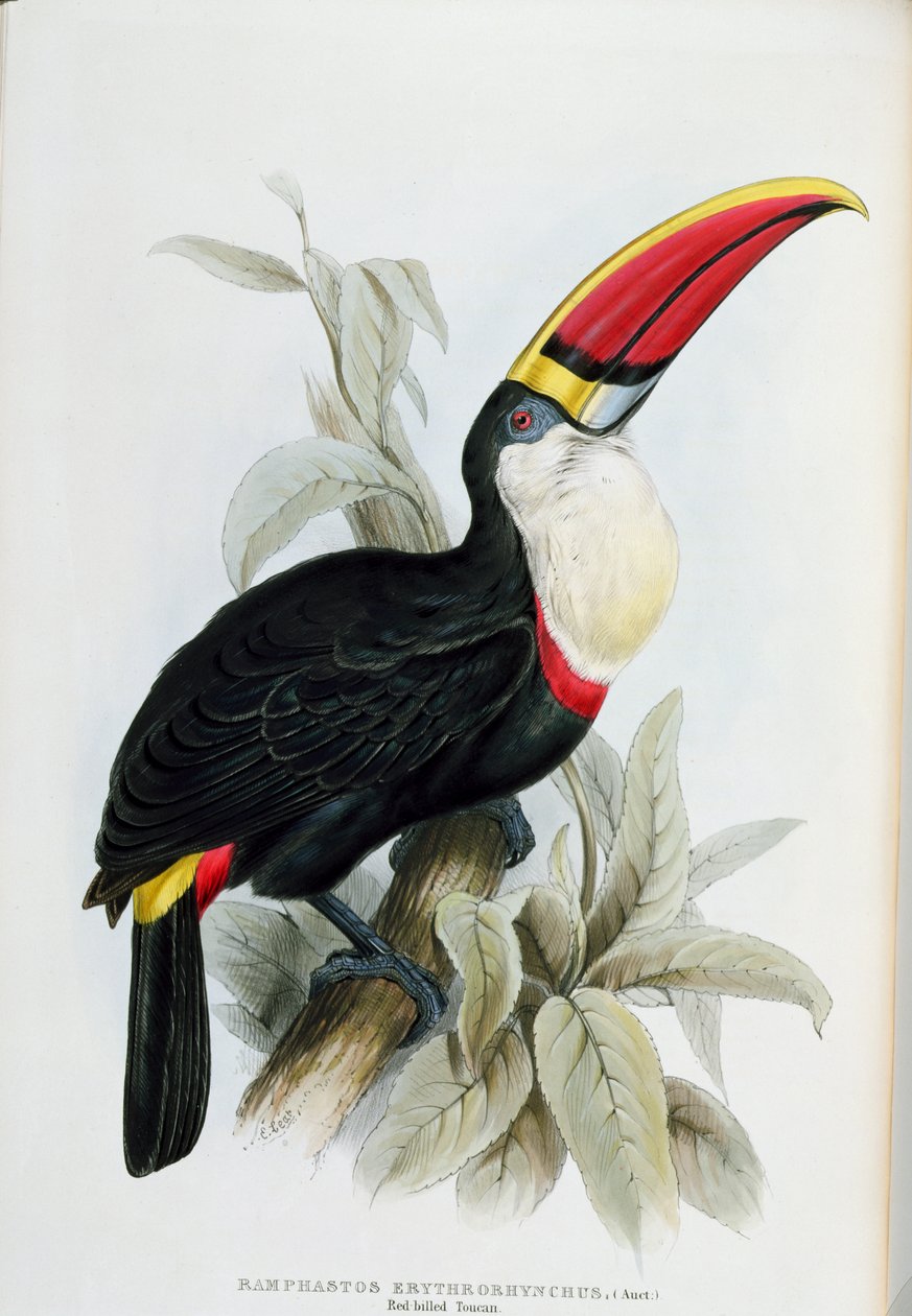 Kırmızı Faturalı Toucan, John Gould (1804-81) tarafından 1833-35