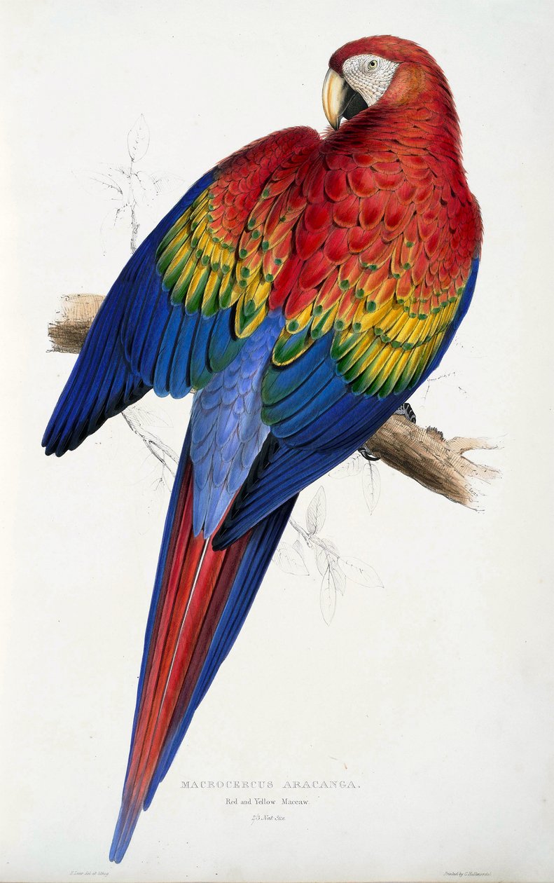 Kırmızı ve Sarı Amerika Papağanı (Macrocercus aracanga), Psittacida Ailesi veya Papağanlar, pub