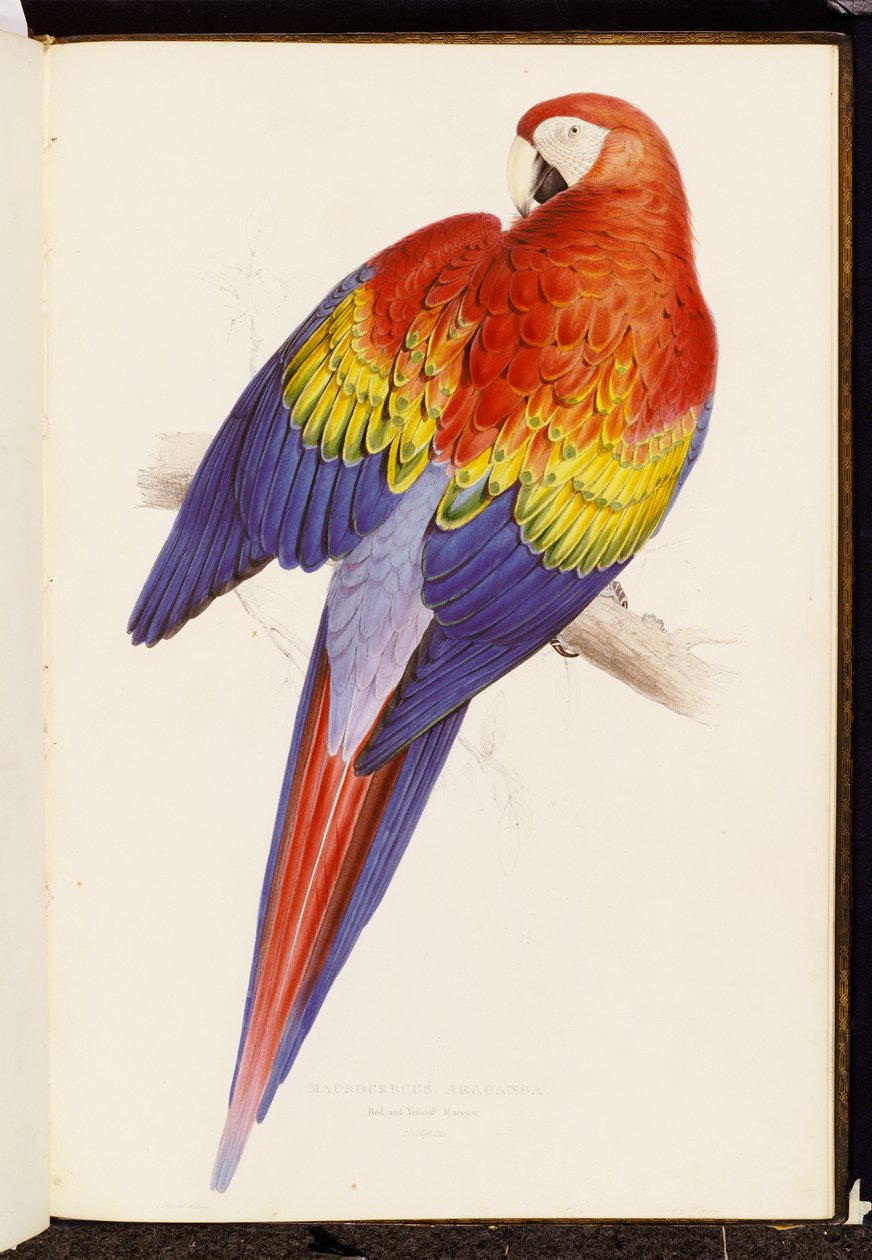 Kırmızı ve Sarı Amerika Papağanı by Edward Lear