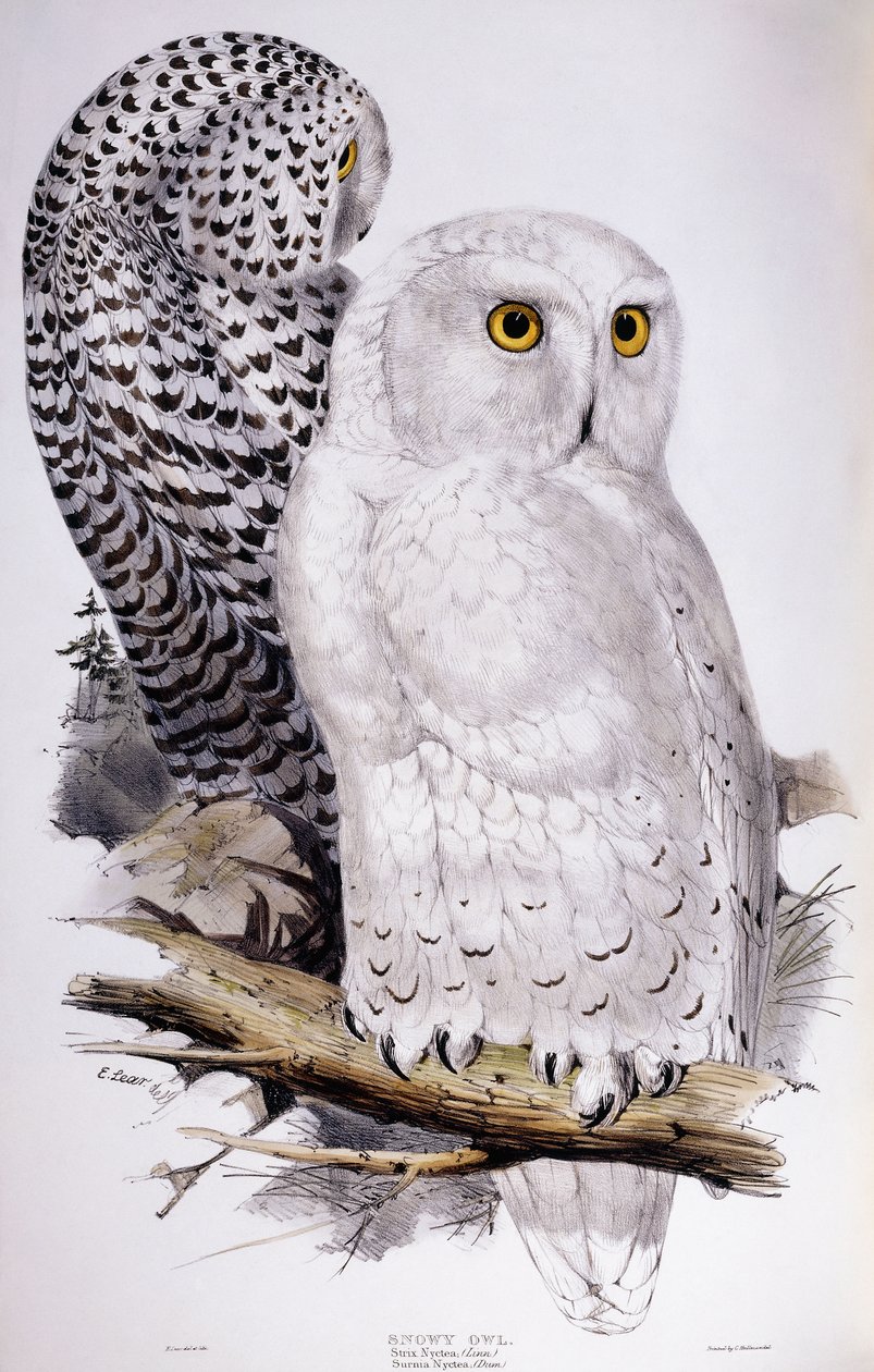 Kar Baykuşu, 1832-1837 by Edward Lear