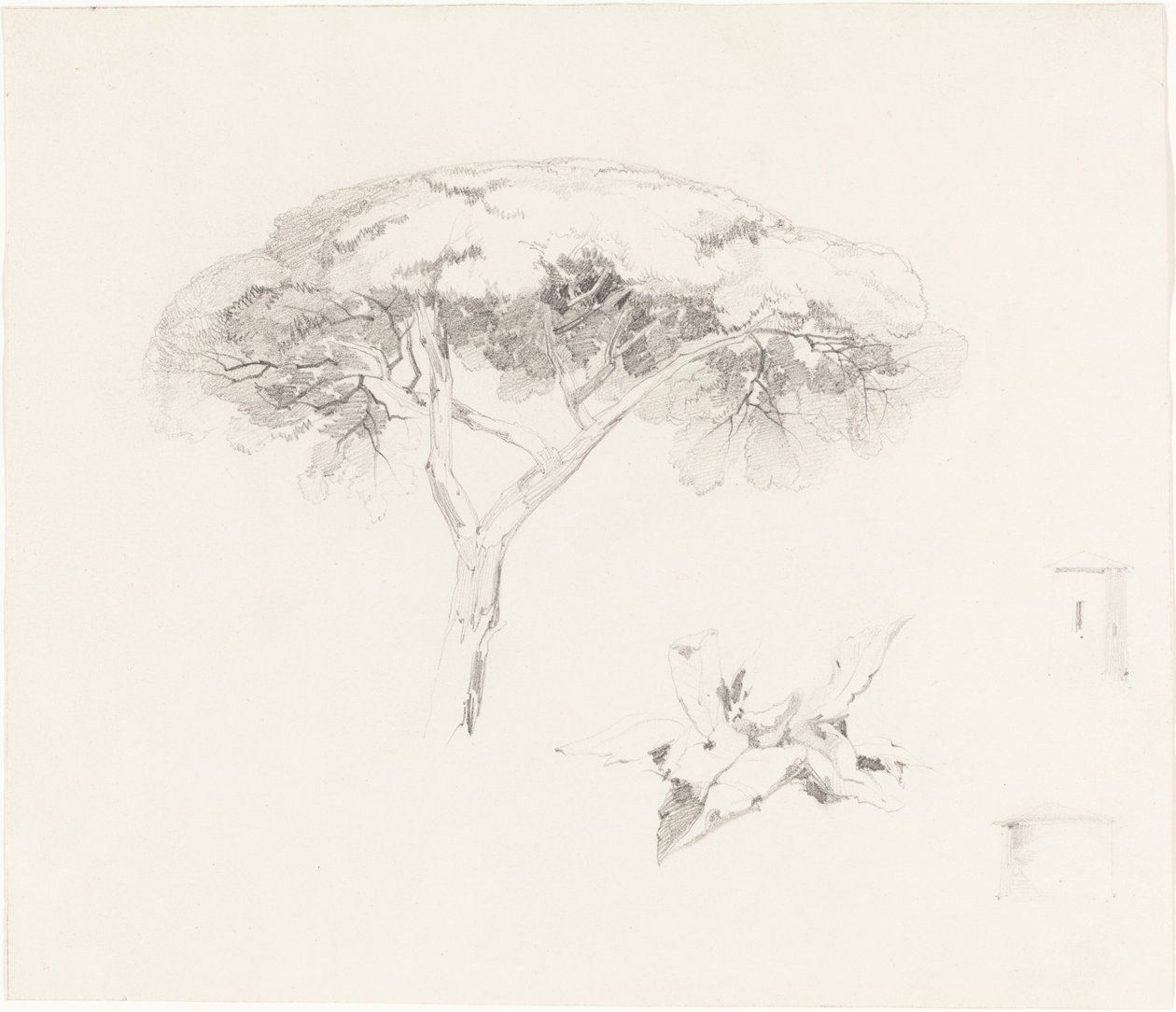 Şemsiye Çamı ve Diğer Çalışmalar, 18391845. by Edward Lear