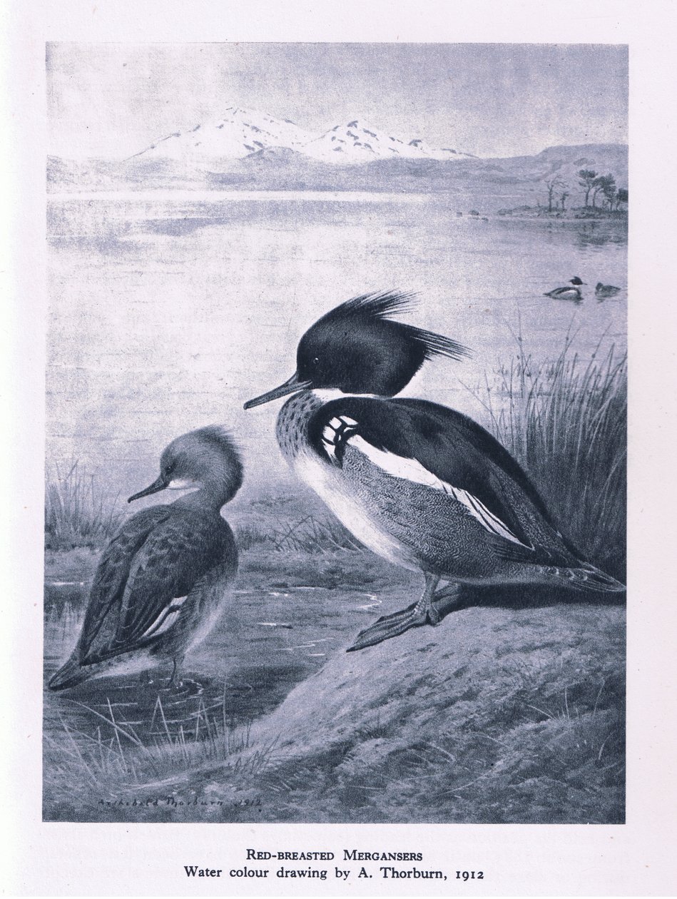 Kırmızı Göğüslü Merganser, İngiltere