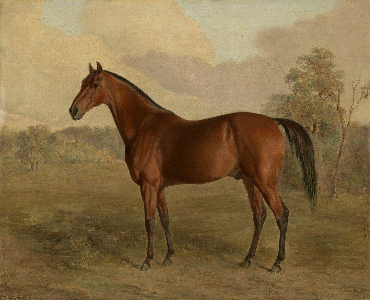 Kentucky Ağaçkakan, 1834 by Edward Troye