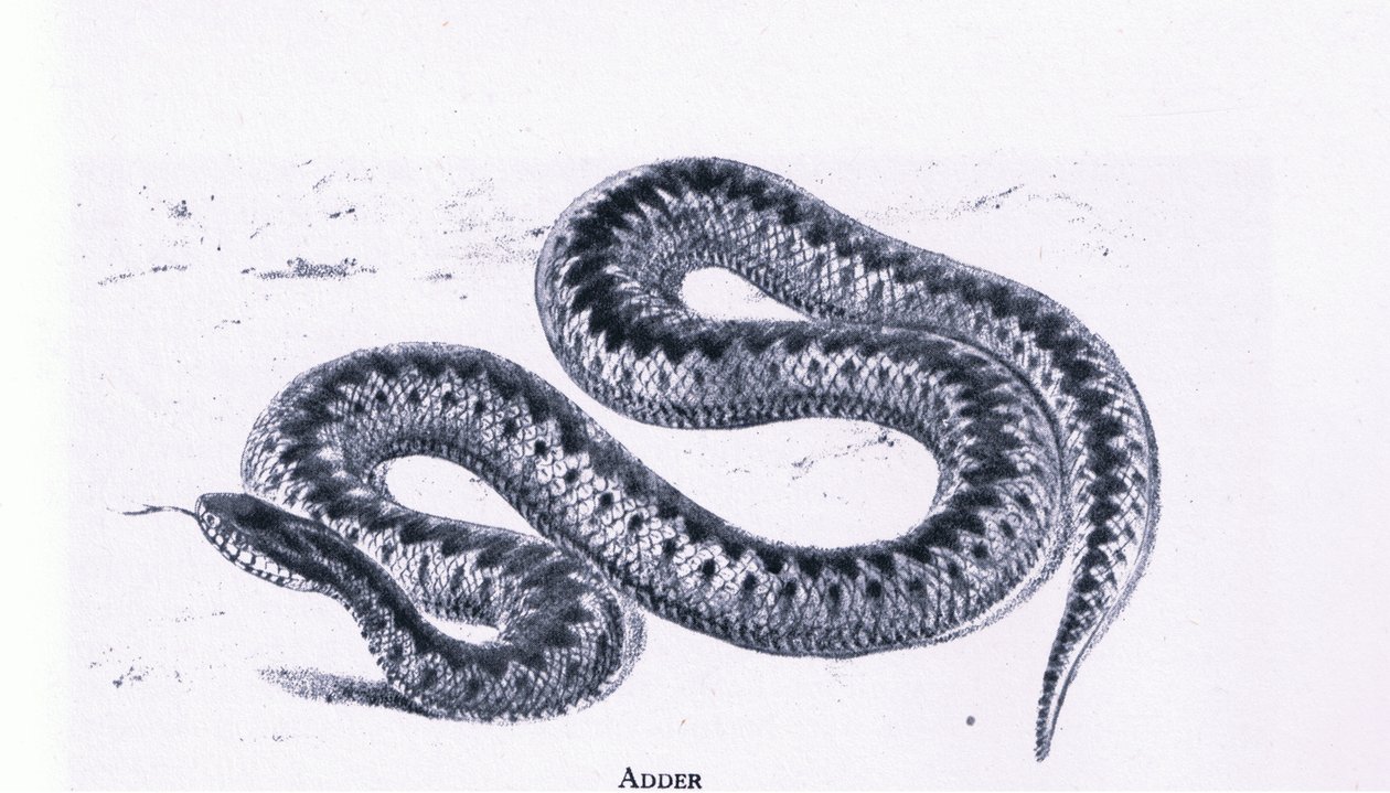 Adder, İngiltere
