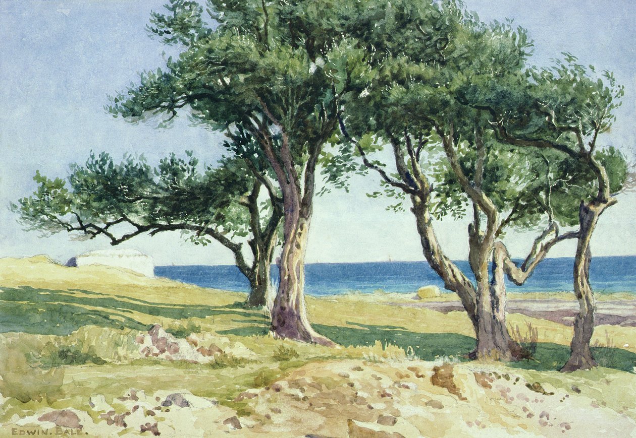Eski Zeytin Ağaçları, Bordighera by Edwin Bale