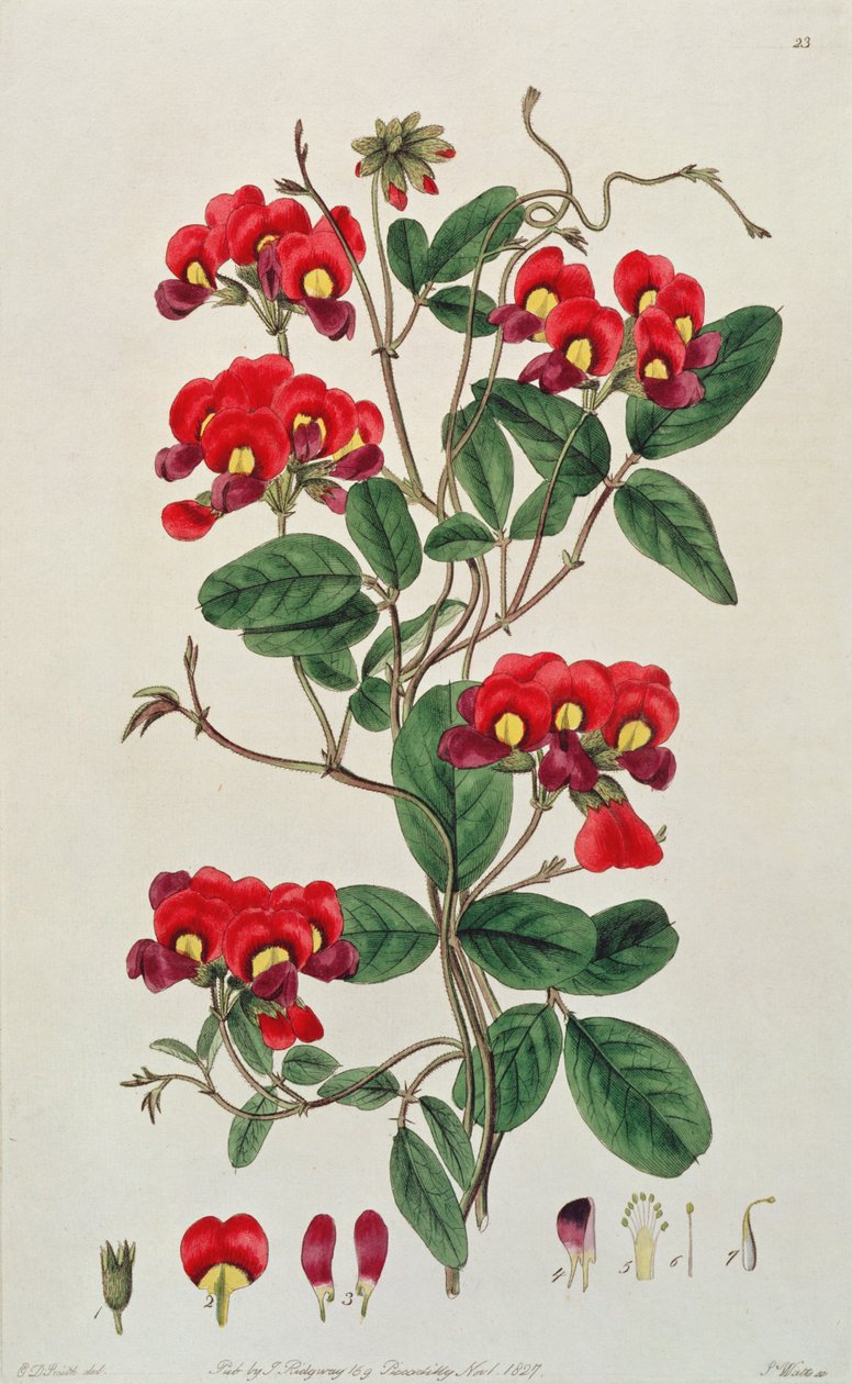 Tatlı Bezelye: "Flora Australasica"dan Lathyrus odoratus (Kennedya coccinea), J. Ridgeway tarafından yayınlanmıştır, 1827 by Edwin Dalton Smith
