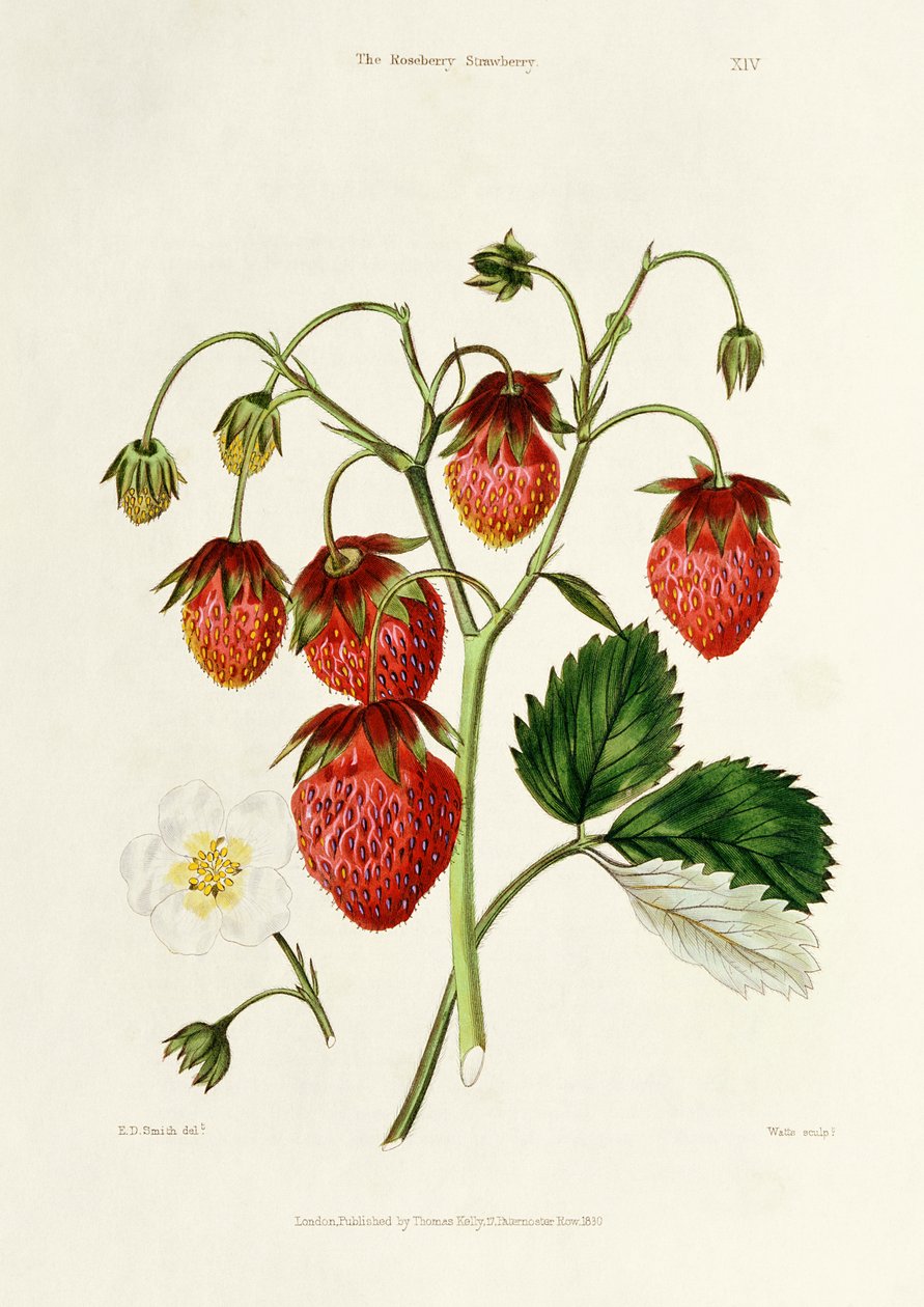 The Roseberry Strawberry, engraved by Watte, pub. by Thomas Kelly, London 1830  by Edwin Dalton Smith