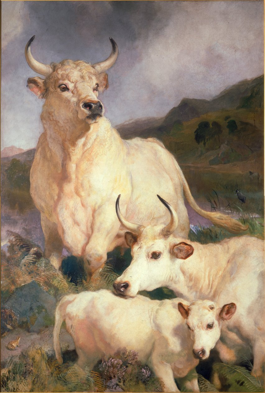 Chillingham Yabani Sığırları, Northumberland, 1867 dolayları by Edwin Landseer