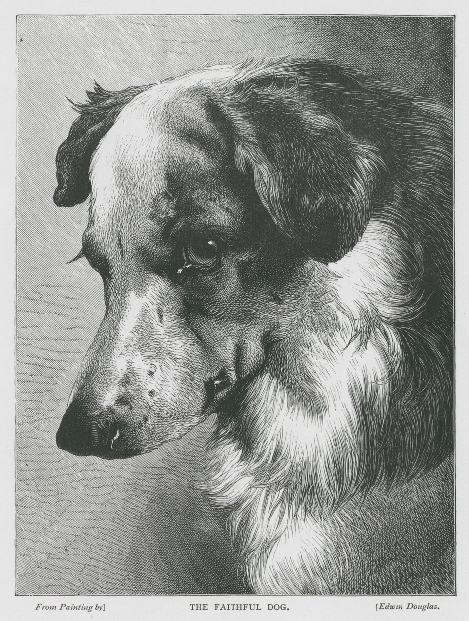 Sadık Köpek (gravür) by Edwin Douglas