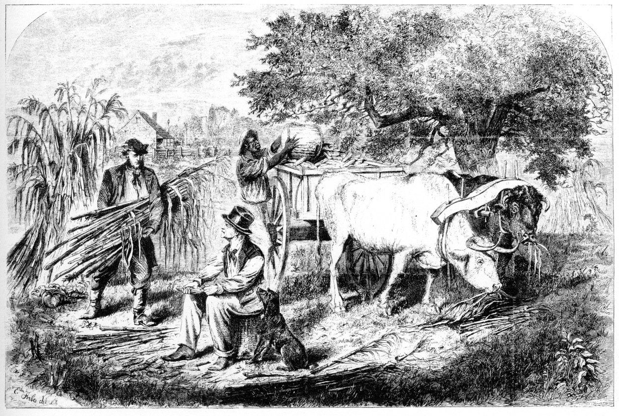 Öküz Çekme Mısır, 19. yüzyıl. by Edwin Forbes