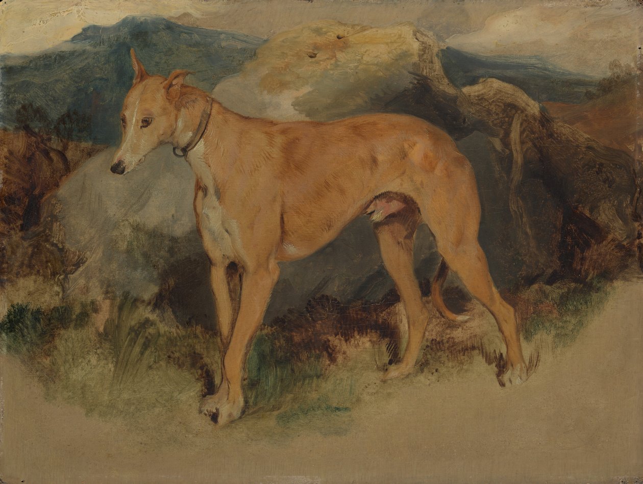 Bir Geyik Tazısı, 1826. by Edwin Landseer