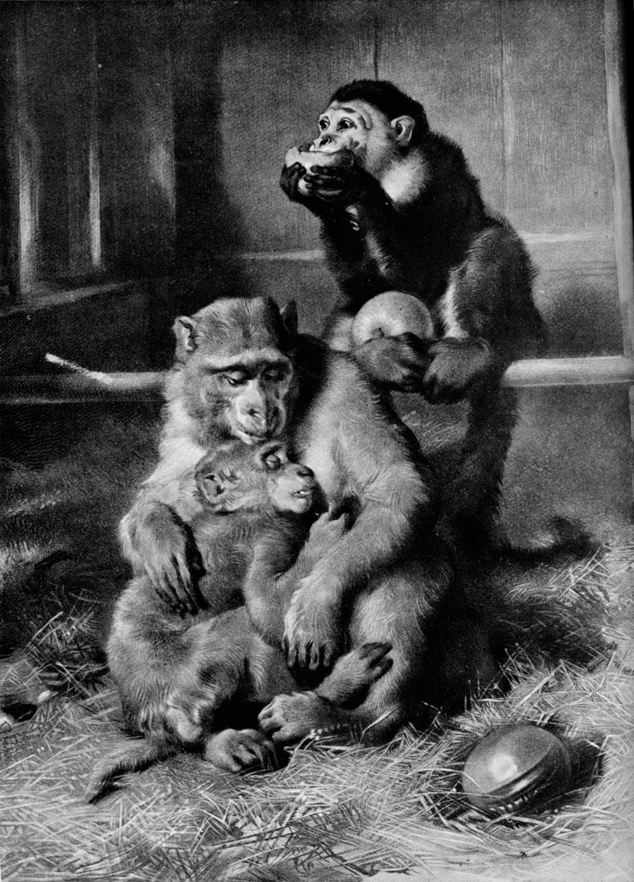 Hasta Maymun, 1875, 1912 by Edwin Landseer