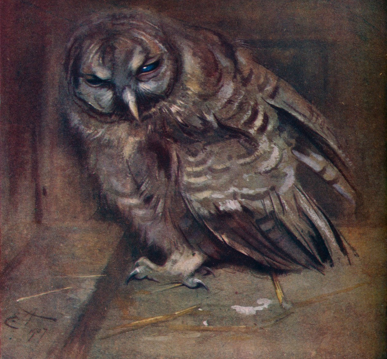 Genç Bir Kahverengi Baykuş, 1907 by Edwin John Alexander
