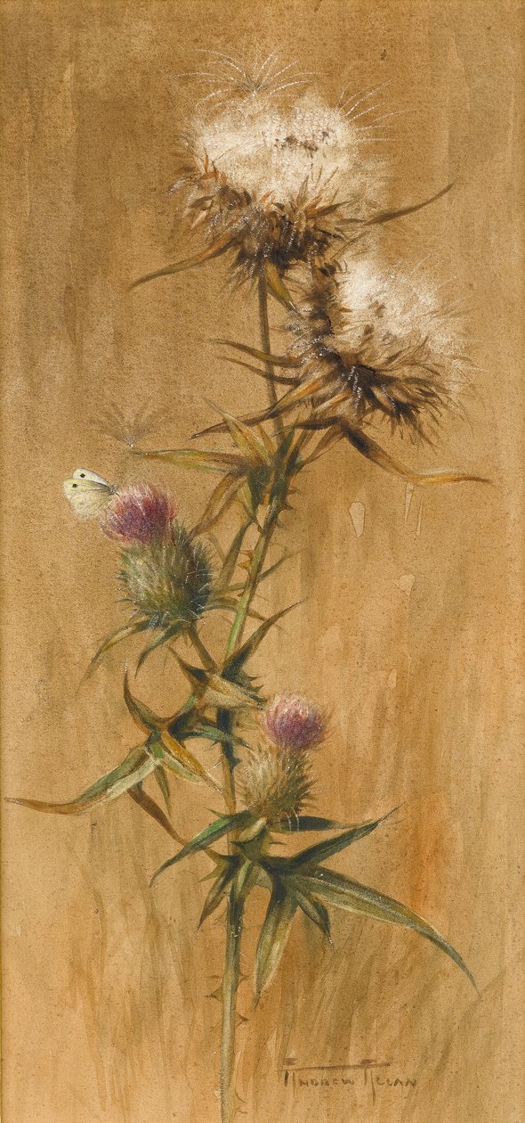 Devedikeni Başında Kelebek (kağıt üzerinde wc) by Edwin John Alexander