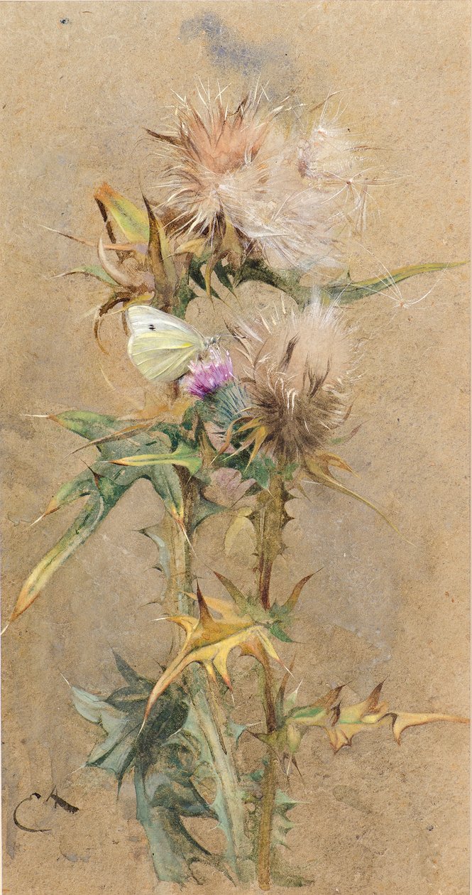 Devedikeni ve Kelebek (suluboya) by Edwin John Alexander