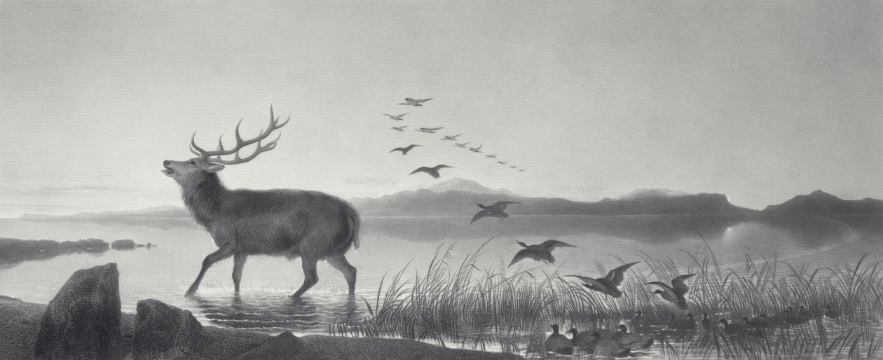 kurtarma by Edwin Landseer