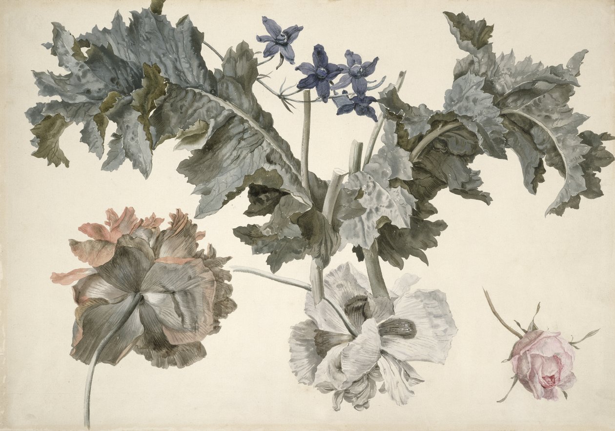 PD.424-1973 Çift çiçekli afyon haşhaş, haşhaş yaprağı, delphinium ve bir gül goncası by Eelke Jelles Eelkema