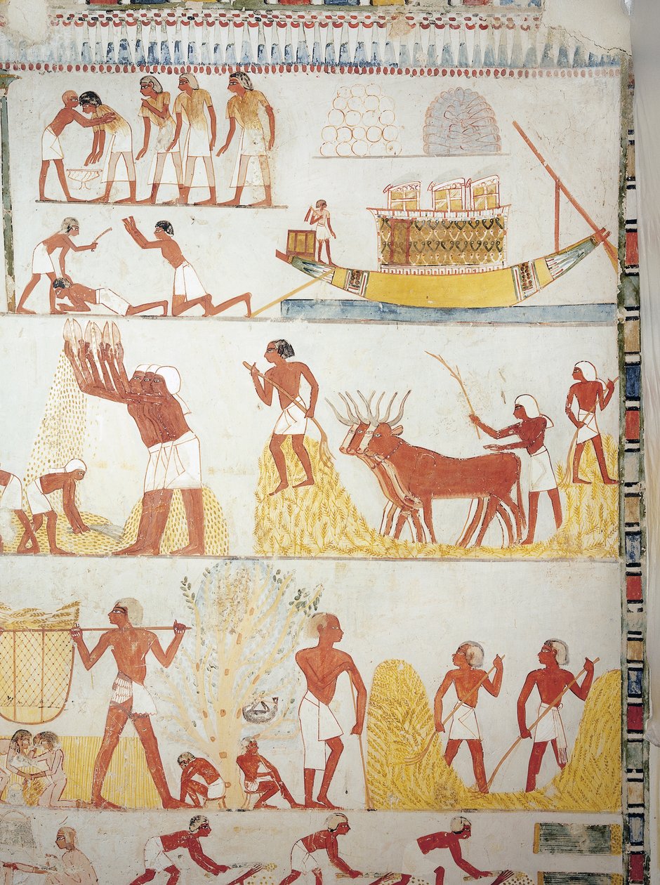 Tahıl, fresk, güney kanadı, enine oda, Theban Tomb TT69, Sheikh Abd el-Qurna, Thebes (Unesco Dünya Mirası Listesi) için tekne ve hasat, toplama, taşıma ve işleme sahneleri by Egyptian 18th Dynasty