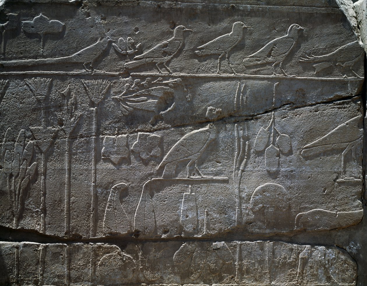 Thutmose III#39;ün MÖ 1465#39;teki Suriye seferinden getirilen bitki ve hayvanlar, kabartma detayı, Botanik Bahçesi olarak bilinen salon, Amun Tapınağı, Karnak Tapınak Kompleksi, Mısır Uygarlığı, Yeni Krallık, XVIII. Hanedan by Egyptian 18th Dynasty