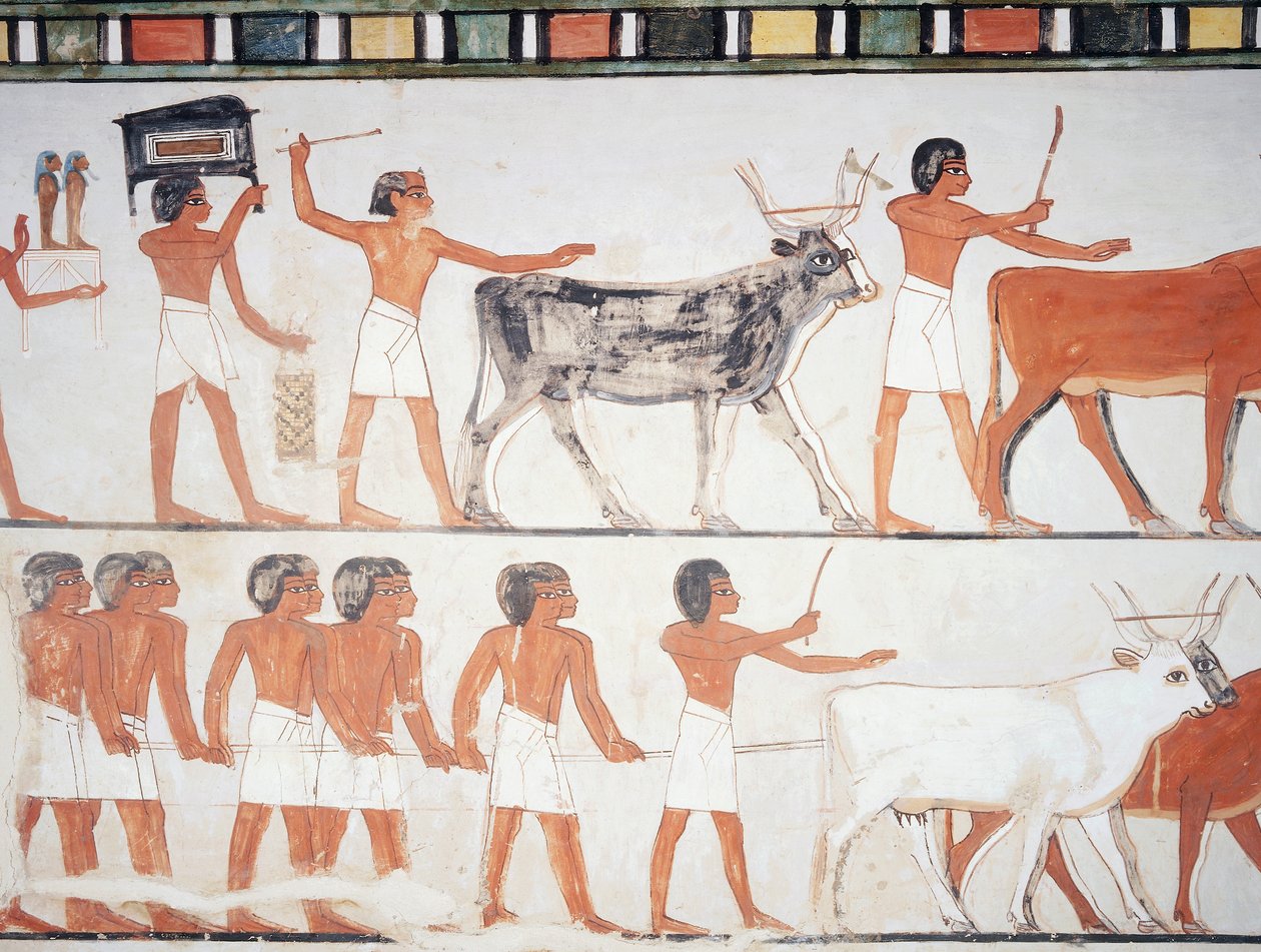 Çobanlar ve sığırlar, fresk, güney duvarı, boylamasına oda, Theban Mezarı TT69, Şeyh Abd el-Qurna, Thebes (Unesco Dünya Mirası Listesi) by Egyptian 18th Dynasty