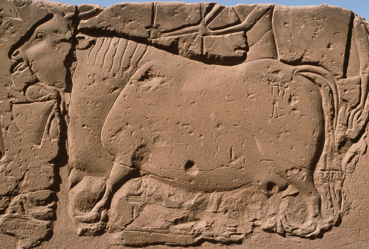 Bir ineği betimleyen kabartmanın detayı, II. Ramses (MÖ 1298-32) avlusu (kireçtaşı) by Egyptian 19th Dynasty