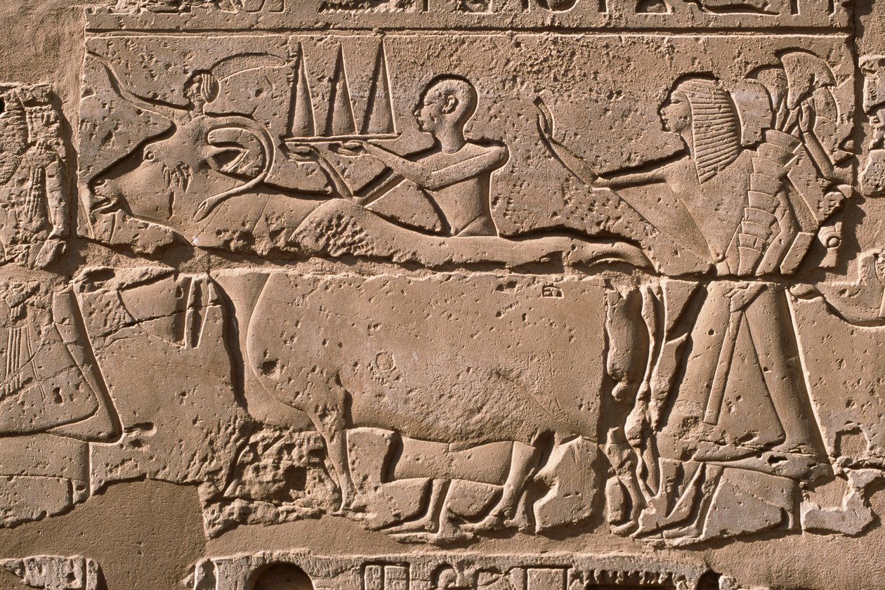 İnekleri yöneten erkekleri betimleyen bir kabartmanın detayı, II. Ramses (MÖ 1298-32) avlusu (kireçtaşı) by Egyptian 19th Dynasty