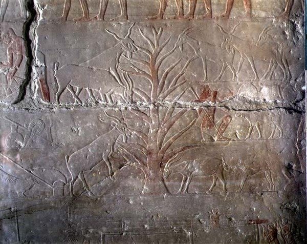 Çalı yiyen keçiler, Eski Krallık, Saqqara