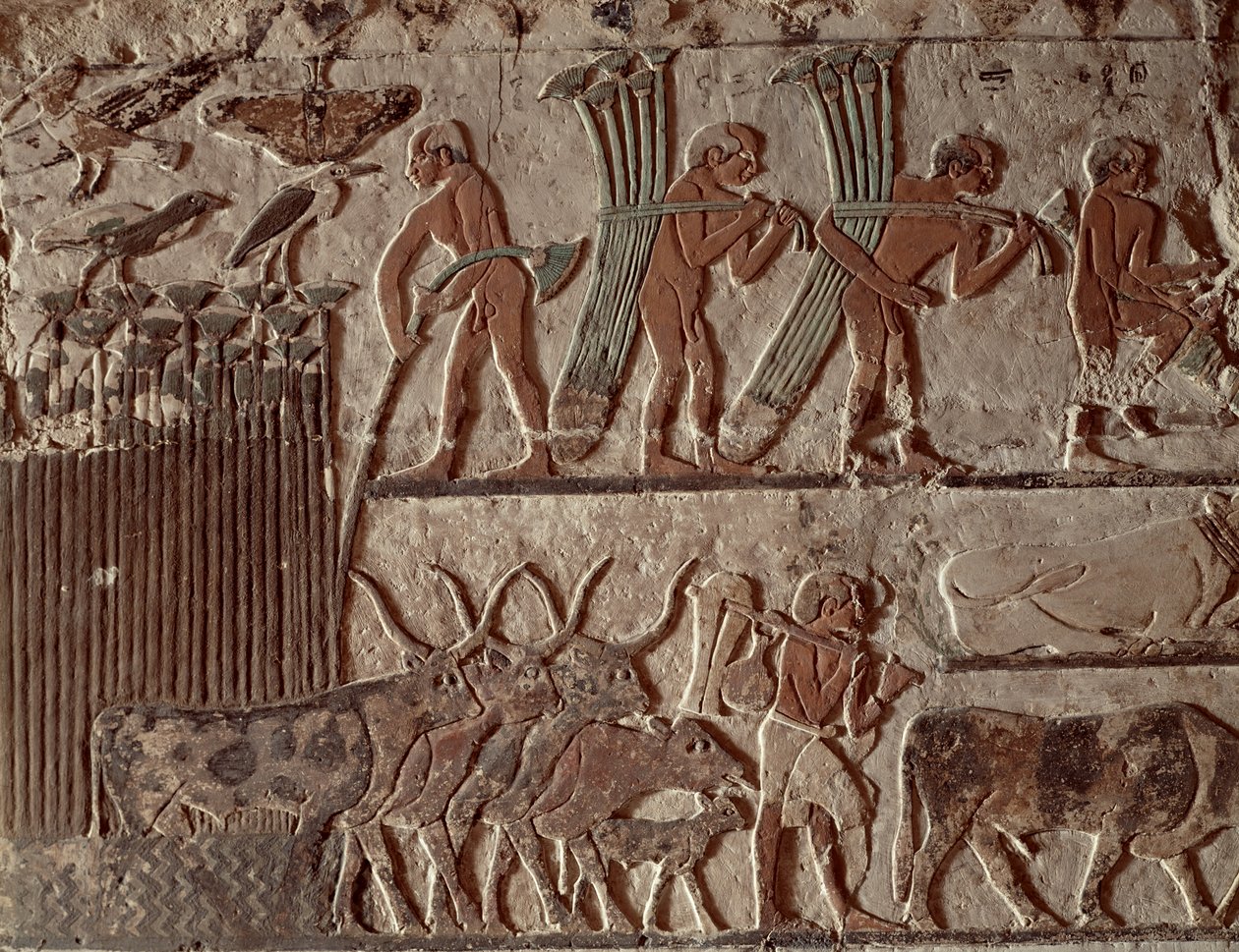 Papirüs ve bir grup inek hasadı, Eski Krallık (duvar resmi) by Egyptian 5th Dynasty