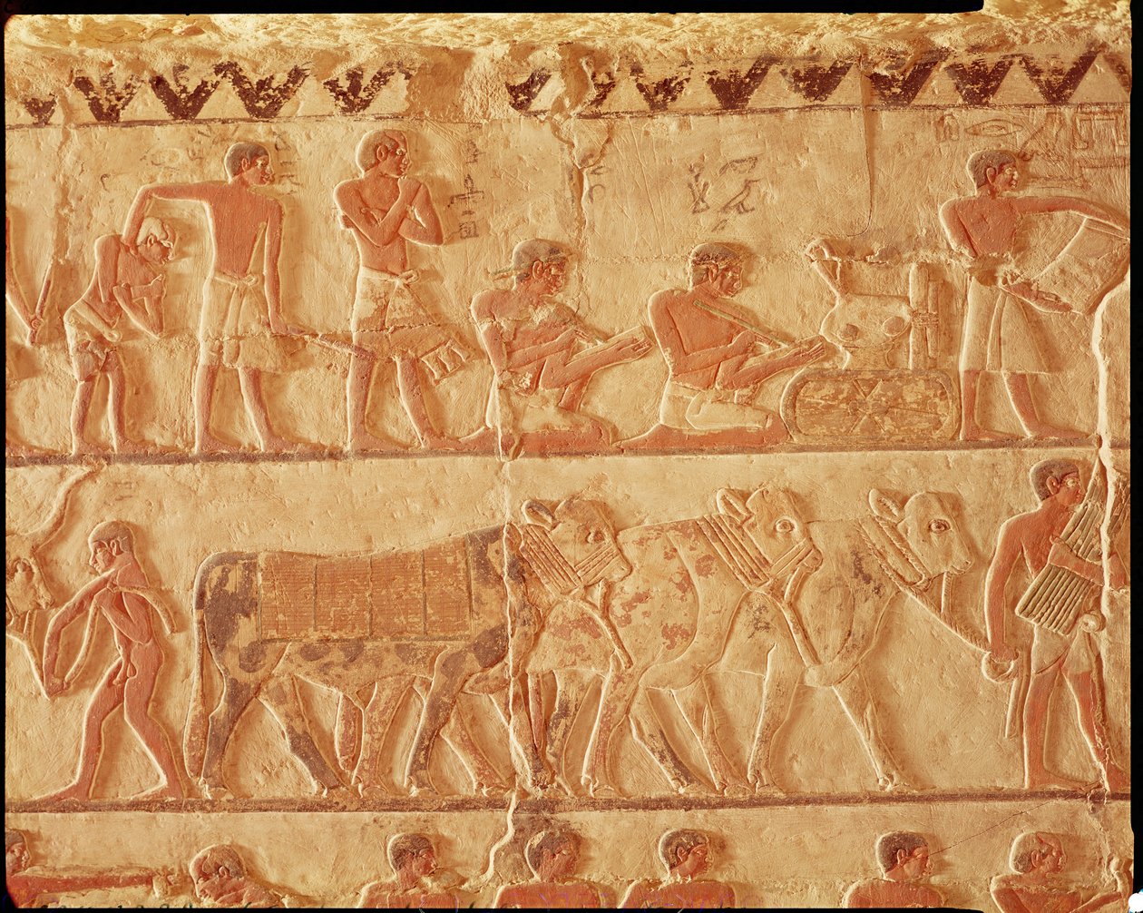 Vergilerin ve bir grup sığırın ilanını gösteren boyalı kabartma, Eski Krallık (duvar resmi) by Egyptian 5th Dynasty